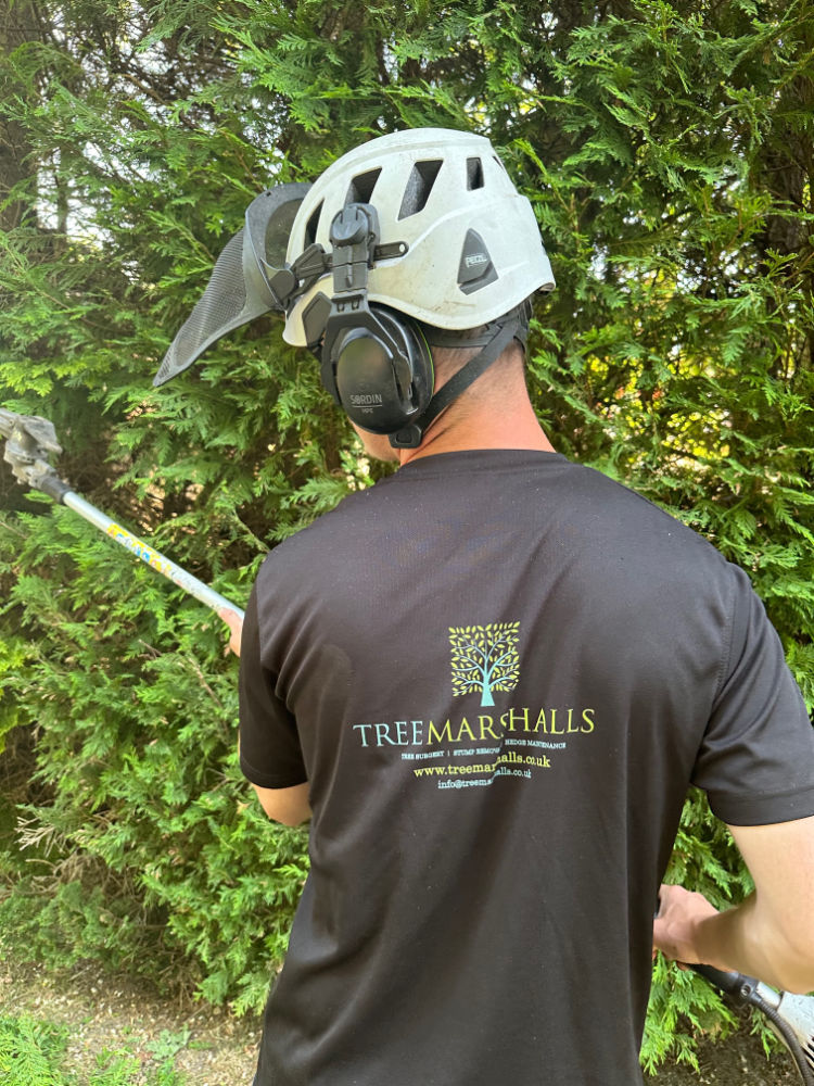 about tree marshalls tree surgeon in sussex