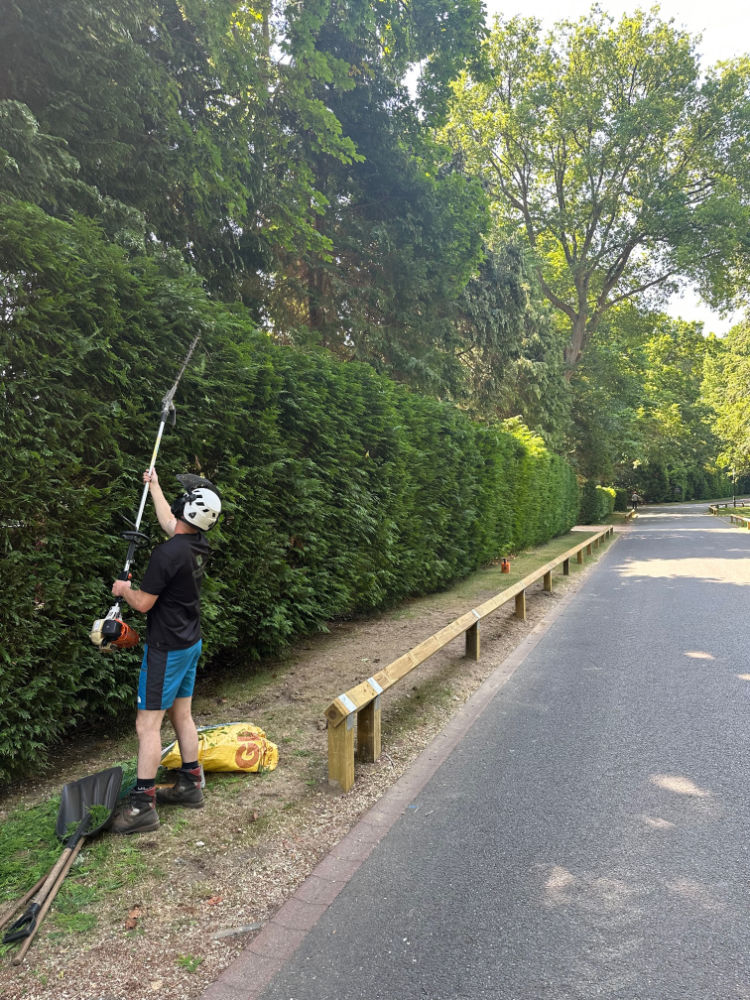 Hedge Trimming and Maintenance Services Tree Marshalls
