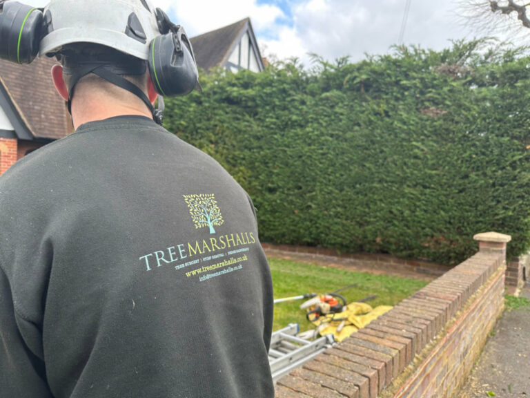 Hedge Maintenance Services Tree Surgeon Sussex