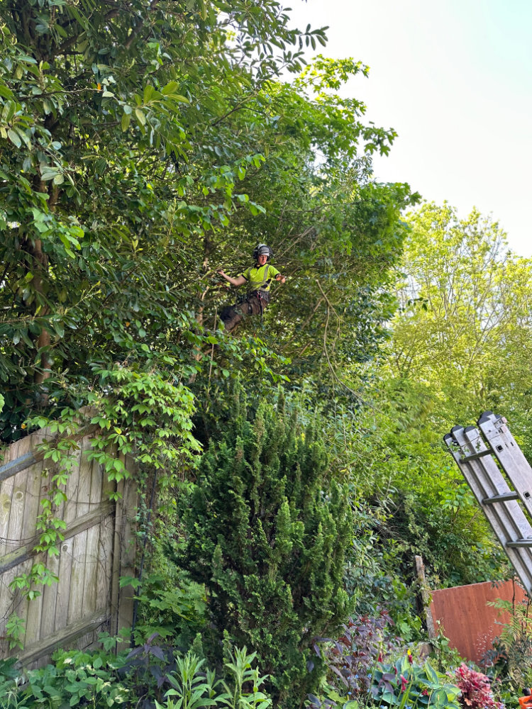 Tree Removal Services by Tree Surgeons in Sussex
