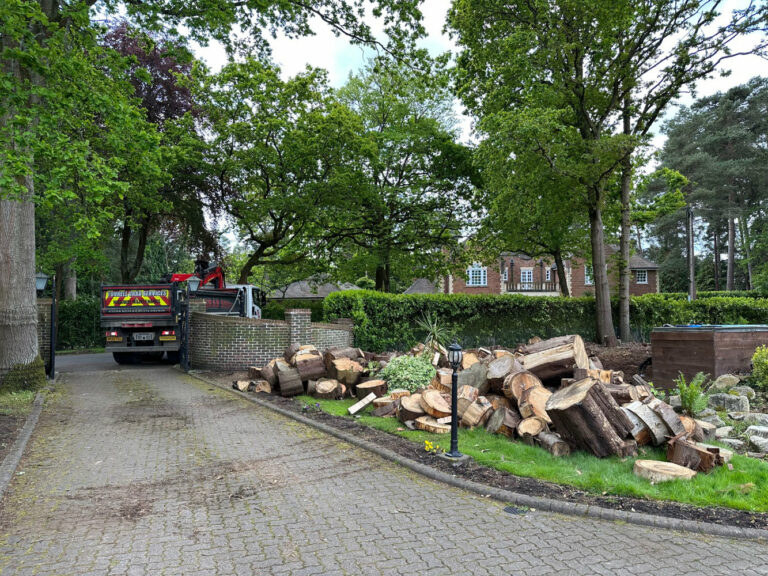 Consultancy Services with Tree Marshalls