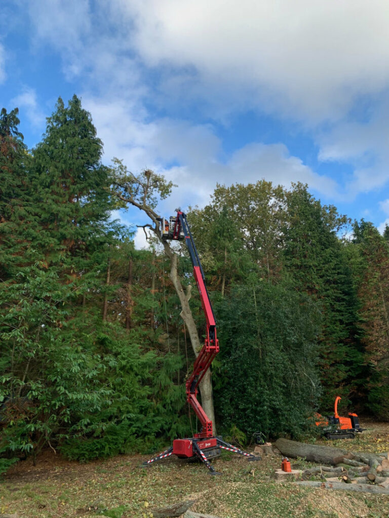 Tree Removal Work