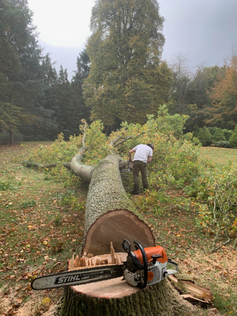 Tree Felling by Tree Surgeon in Sussex