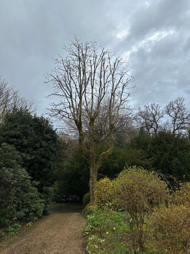 Tree Crown Thinning Tree Surgeon Sussex