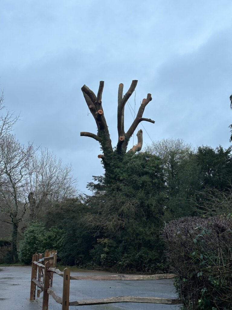 Tree Pollarding Services by Tree Surgeon in Sussex