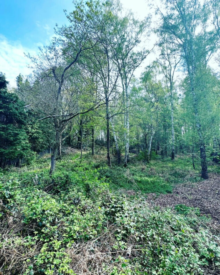 Woodland Management Services by Tree Surgeon in Sussex