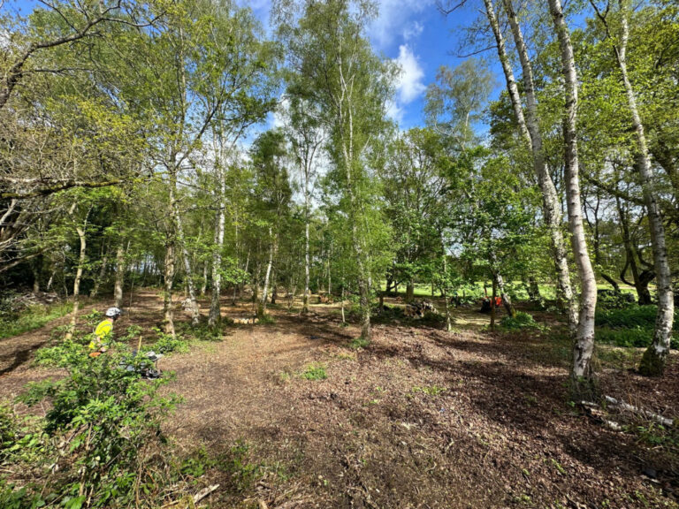 Woodland Management Services by Tree Surgeon in Sussex